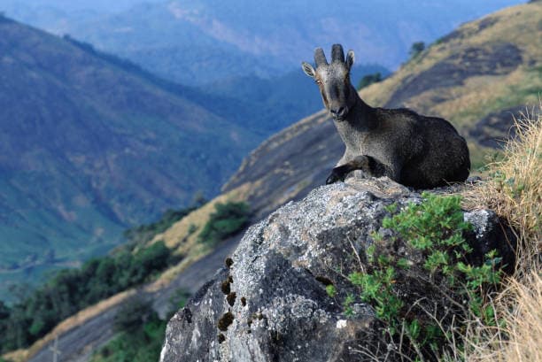 Essential Winter Trekking Gear for the Nilgiris and Ghats